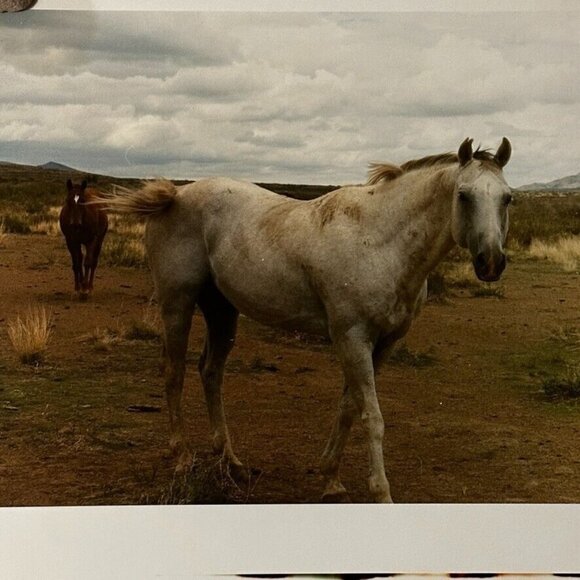 Janine Gordon Photograph 20x24"  C-print Edition 2 Horses Marfa Texas Signed - Picture 1 of 6